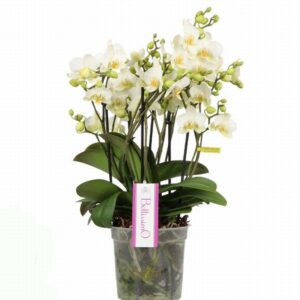 Орхидея D15 H50 - Phalaenopsis Bellissimo Bella