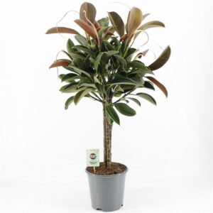 Фикус D21 H95 - Ficus Elastica Melany