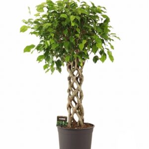 Фикус D30 H140 - Ficus Exotica Koker