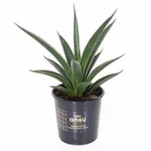 Сансевиериа D9 H30 - Sanseveria Comet Amazon