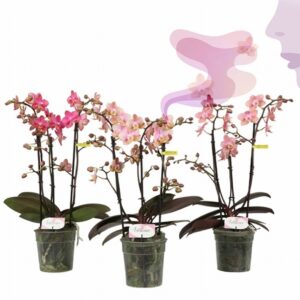Орхидея ароматна D12 H35 - Phalaenopsis MF Aromio