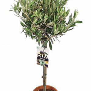 Маслиново дърво D17 H75 - Olea Europaea
