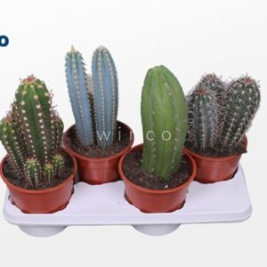 Кактус D17 H25 - Cactus column mix