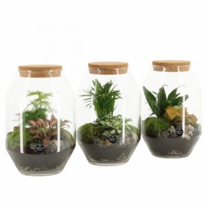 Растения в стъклен съд D17 H25 екосистема - Terrarium