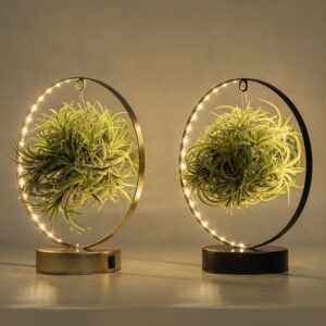 Тиландзия с LED осветление D20 H35 - Tillandsia arrangement