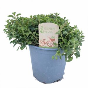 Риган D14 H25 - Origanum vulgare