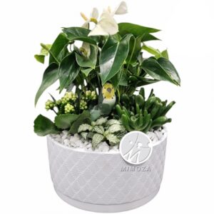 Аранжировка D22 H42 - Plant arrangement