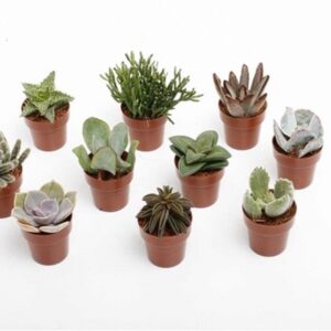 Сукулент D5.5 H12 - Succulents mix