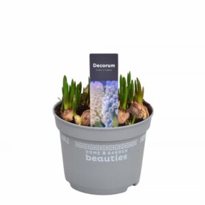 Мускари D12 H15 - Muscari Blue/White Magic mix