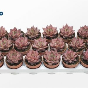 Ечеверия D9 H15 - Echeveria Bordeaux