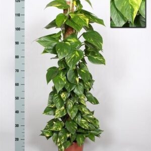 Епипремнум D24 H130 - Epipremnum pinnatum