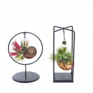 Тиландзия D10 H25-30 - Tillandsia arrangement