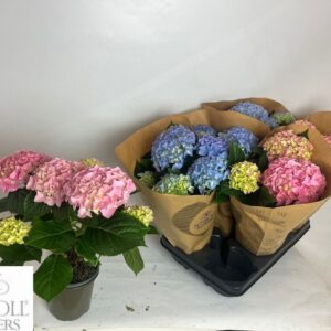 Хортензия D13 H35 - Hydrangea mac mix