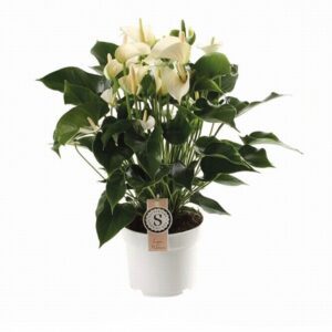 Антуриум D17 H60 - Anthurium White Champion