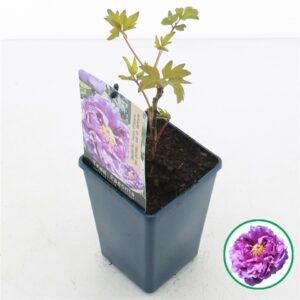 Божур D15 H30 - Paeonia Lavender
