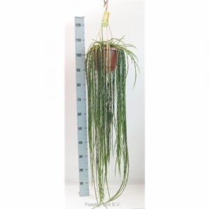 Рипсалис D21 H100 - Rhipsalis paradoxa Minor