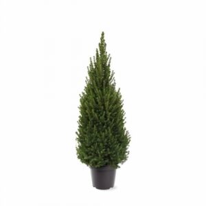 Пицеа D26 H95 - Picea Glauca Perfecta