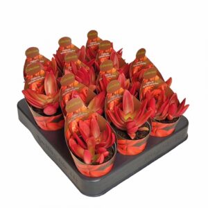 Красула D6.5 H8 - Crassula Capitella Campfire