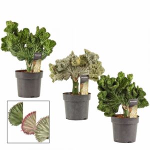 Еуфорбия D14 H35 - Euphorbia Lactea