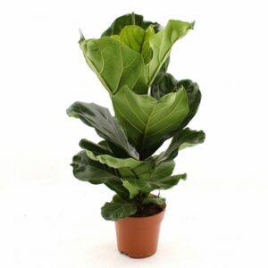 Фикус D17 H70 - Ficus Lyrata