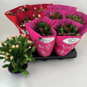 Шлумбергера D11 H24 - Schlumbergera mix