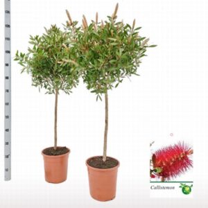 Калистемон D32 H120 - Callistemon citrinus Masotti