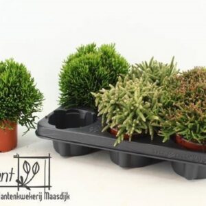 Рипсалис D10 H15 - Rhipsalis burchellii mix