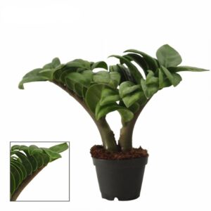 Замиокулкас D6 H16 - Zamioculcas Zenzi