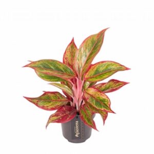 Аглонема D12 H40 - Aglaonema Jungle Lava