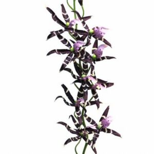 Онцидиум 108см пласт. - Oncidium Tiger