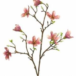 Магнолия клонка пласт. - Magnolia Evi L pink