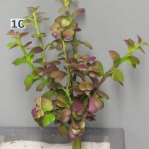 Седум 14см пласт. - Sedum Spurium burgundy