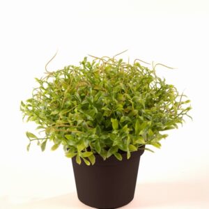 Кресон 13см пласт. - Cress green in plastic pot