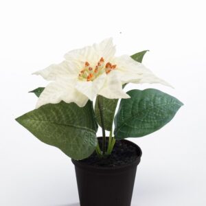 Поинсетиа х1 13см пласт.- Poinsettia cream in pot