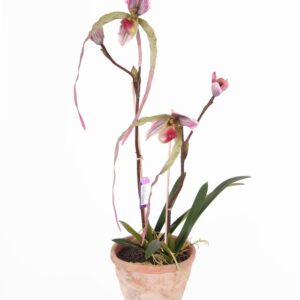 Орхидея пафиопедулум х2 65см пласт-Paphiopedilum