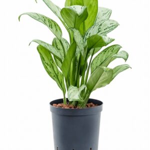 Аглонема D15 H50 - Aglaonema Christina