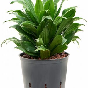 Драцена D13 H30 - Dracaena frag Compacta head