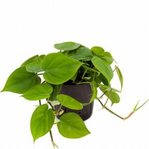 Филодендрон D13 H20 - Philodendron Scandens Hanger