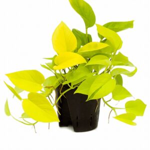 Епипремнум D13 H25 - Epipremnum Golden pothos