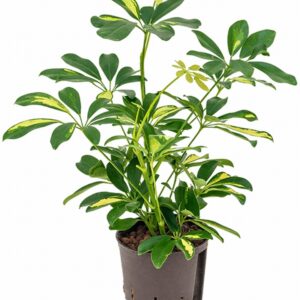 Шефлера D13 H30 - Schefflera arb Gold Capella
