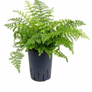 Асплениум D15 H30 - Asplenium dimorphum Parvati