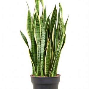 Сансевиера D34 H120 - Sansevieria Laurentii