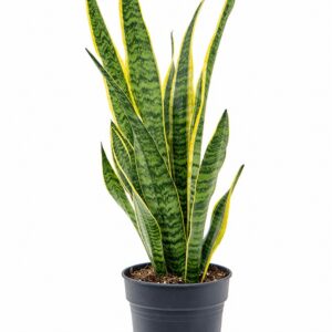 Сансевиера D19 H65 - Sansevieria Laurentii