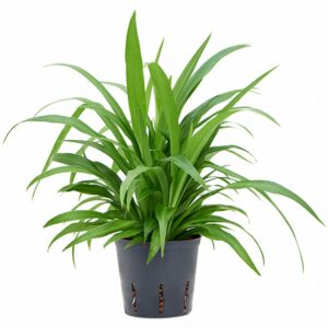 Хлорофитум D13 H45 - Chlorophytum comosum Lemon