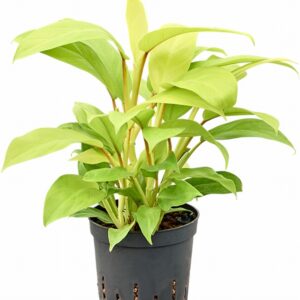 Филoдендрон D13 H35 - Philodendron Malay Gold