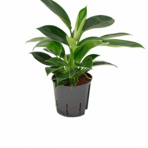Филoдендрон D13 H30 - Philodendron Little Phil
