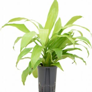 Драцена D15 H55 - Dracaena frag Limelight head