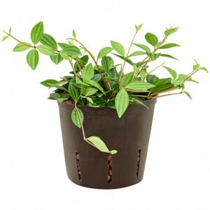 Пеперомиа D13 H20 - Peperomia Dahlstedtii