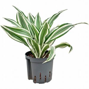 Драцена D13 H30 - Dracaena White Jewel