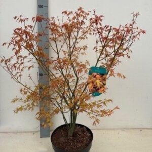 Ацер D26 H80 - Acer Palmatum Katsura